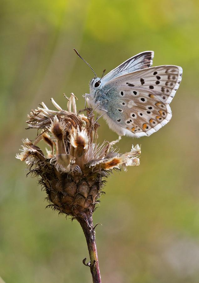 Nature Photograph - Chalkhill Blue Butterfly On Knapweed by Bob Gibbons