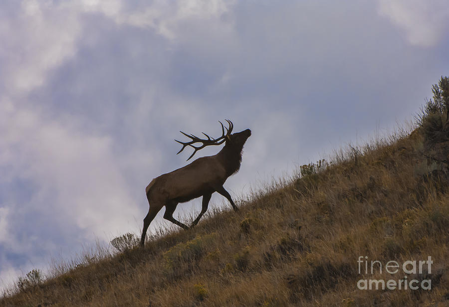 Challenge of the Bull Elk Photograph by Sandra Bronstein