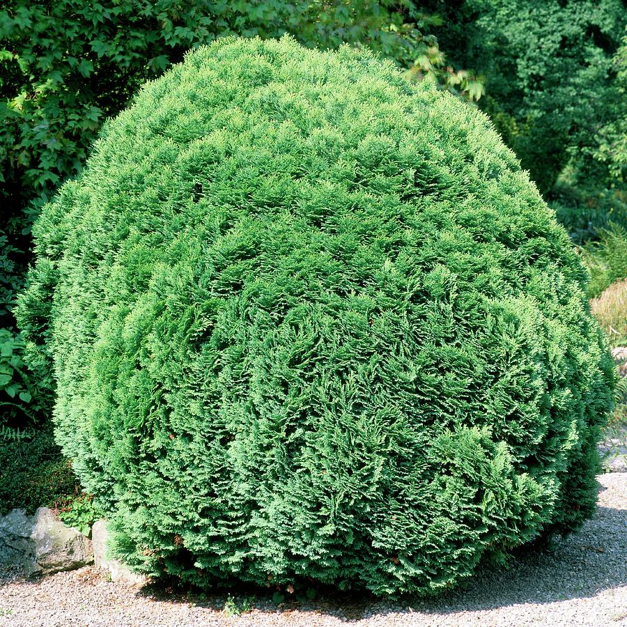 Chamaecyparis Lawsoniana Minima. Photograph by Terence E Exley/science ...