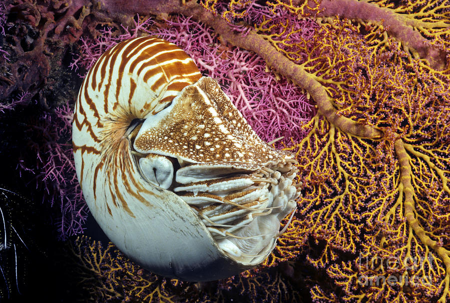 Chambered nautilus _Nautilus pompilius__ Indonesia Photograph by Dave Fleetham