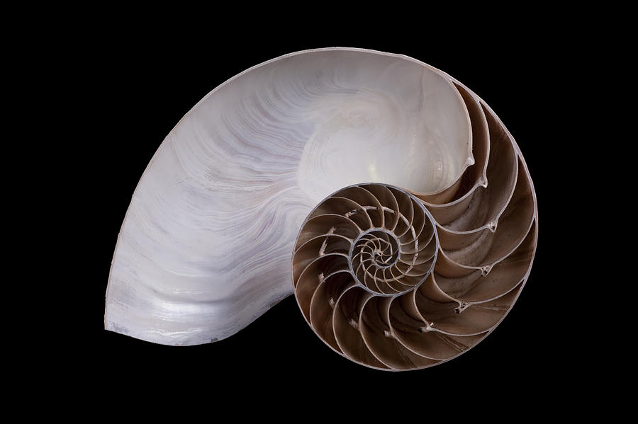 Chambered Nautilus Cross-section Photograph By Ingo Arndt