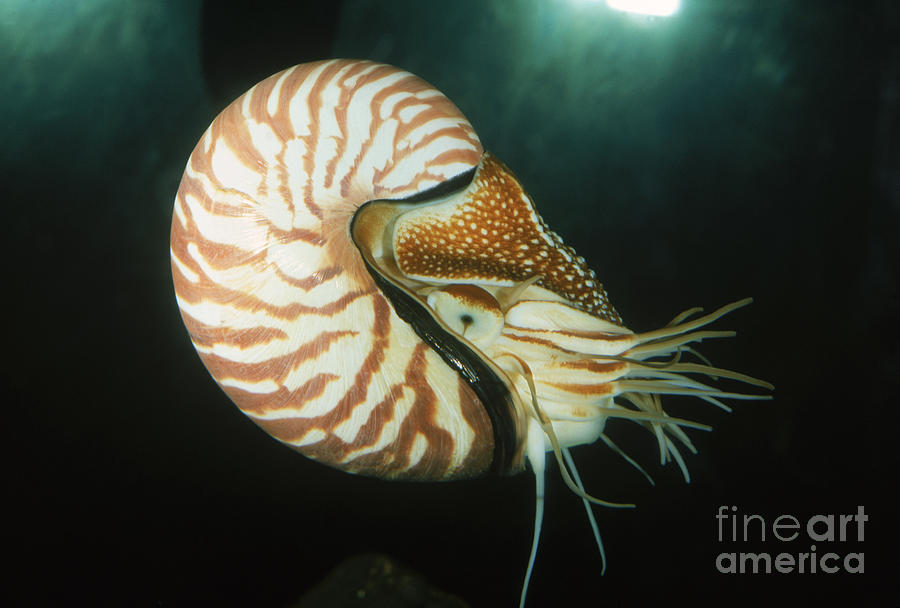 Chambered Nautilus Photograph by Gregory G. Dimijian, M.D.