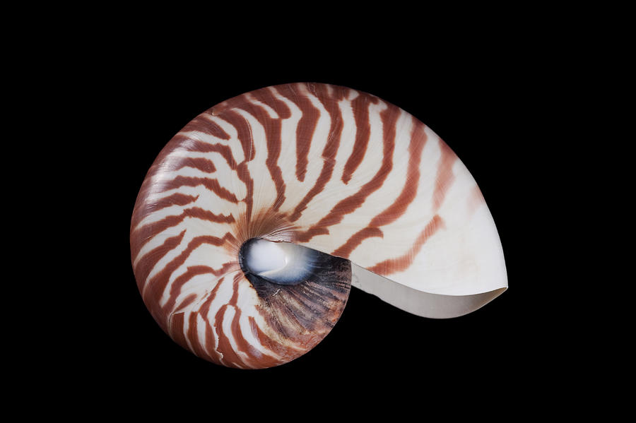 Chambered Nautilus Photograph by Ingo Arndt