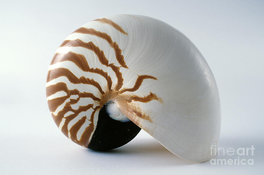 Chambered Nautilus Shell Photograph by Barbara Strnadova