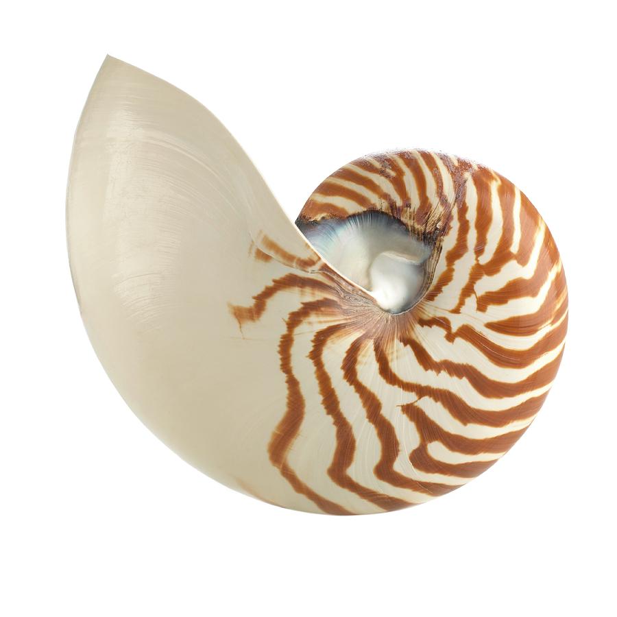 Chambered Nautilus Shell by Science Photo Library