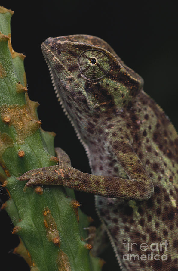 Animal Photograph - Chameleon by Art Wolfe