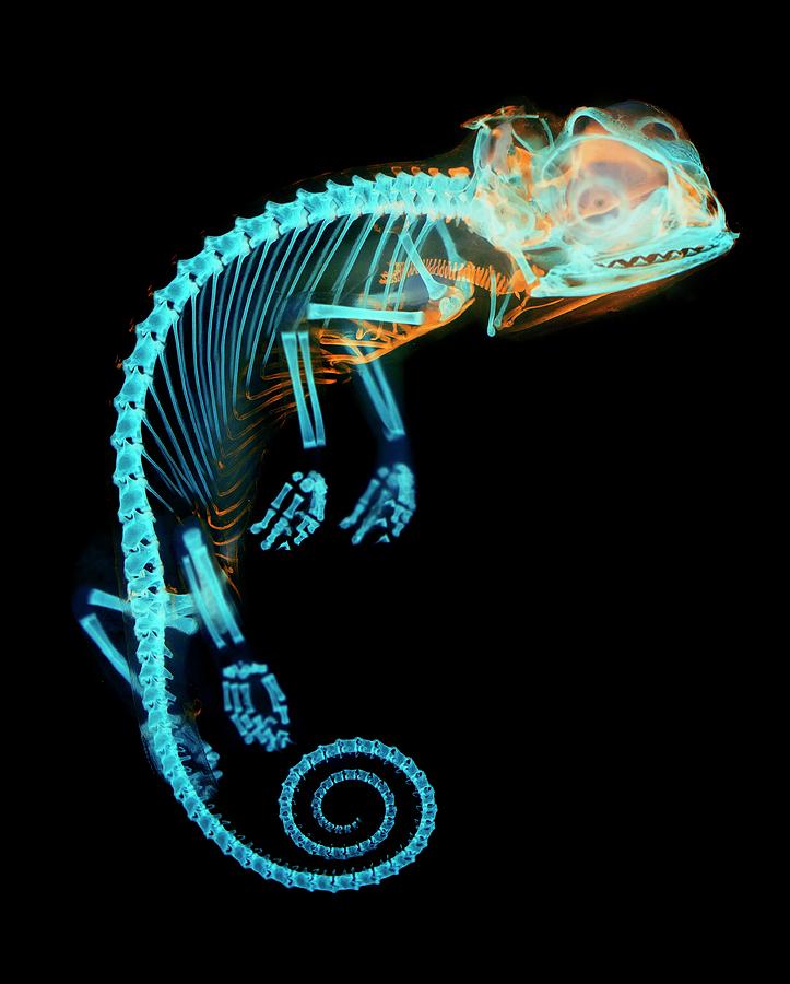 Chameleon Embryo Skeleton Photograph by Dorit Hockman - Fine Art America