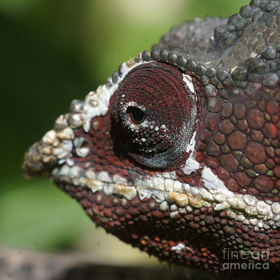 chameleon face from Madagascar 9 Photograph by Rudi Prott