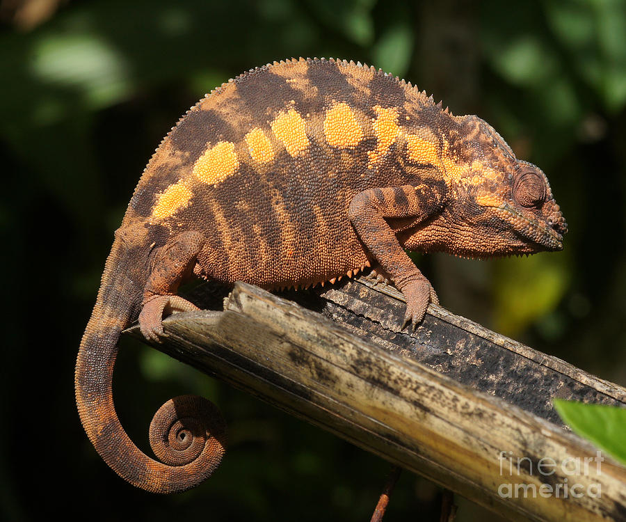 chameleon from Madagascar 10 Photograph by Rudi Prott