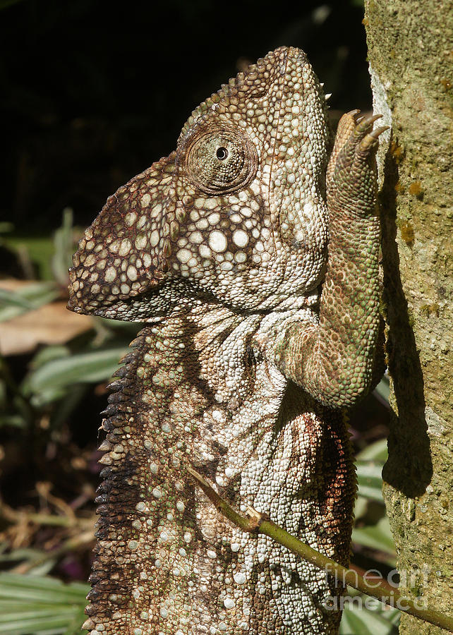 chameleon from Madagascar 14 Photograph by Rudi Prott