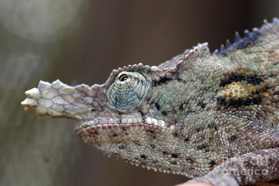 chameleon from Madagascar 15 Photograph by Rudi Prott
