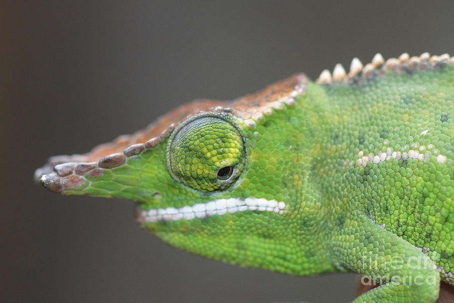 chameleon from Madagascar 16 Photograph by Rudi Prott
