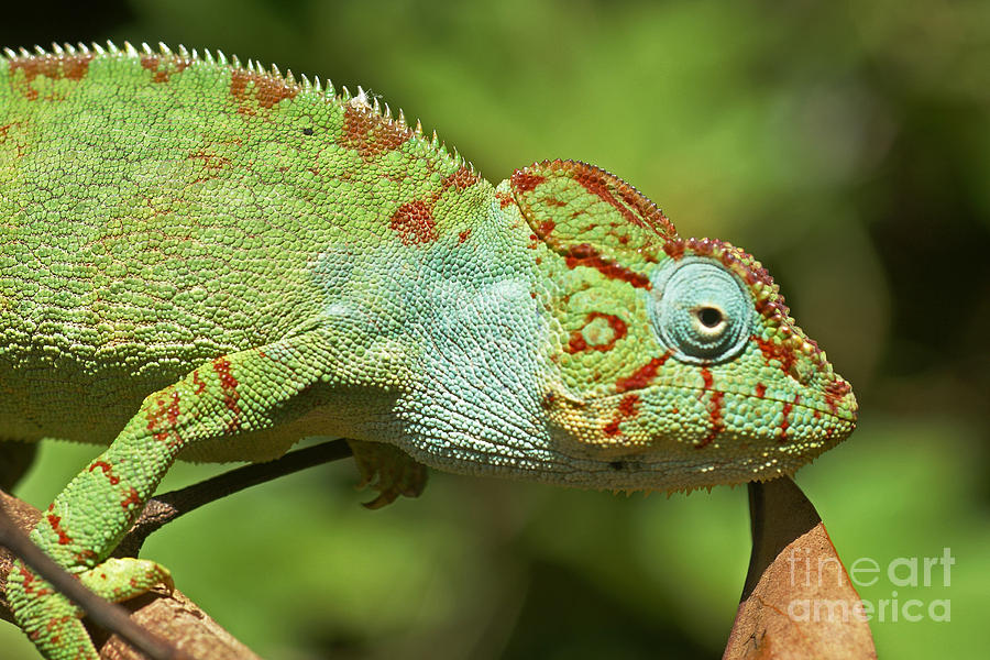 chameleon from Madagascar 21 Photograph by Rudi Prott