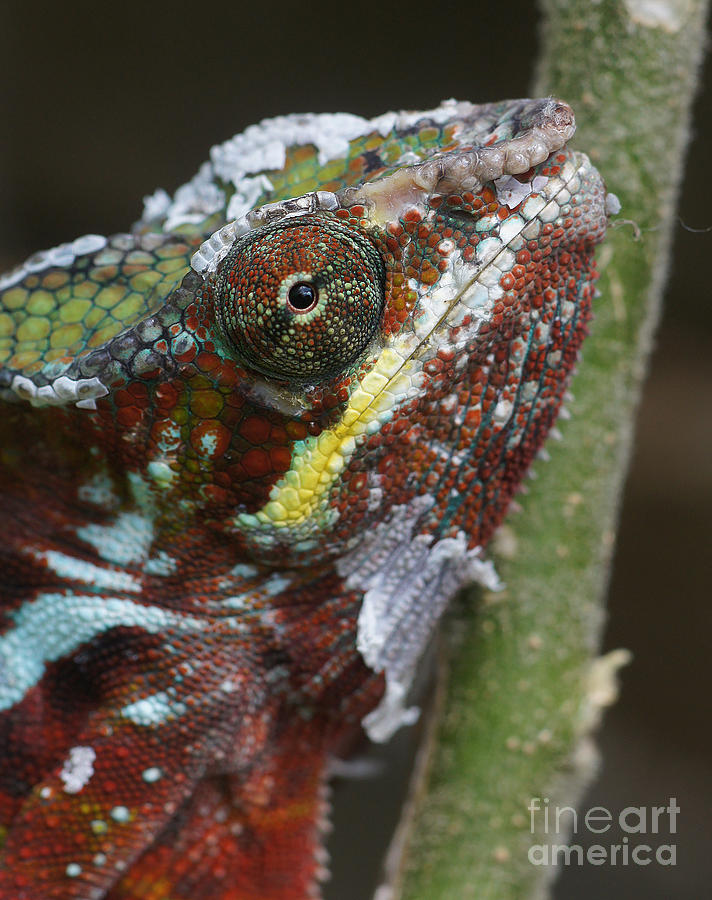 chameleon from Madagascar 7 Photograph by Rudi Prott