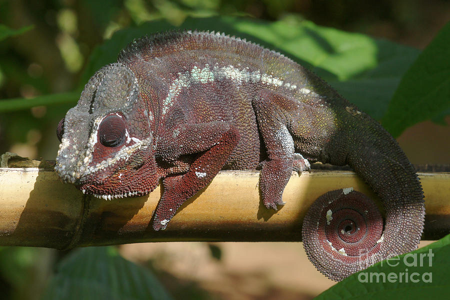 chameleon from Madagascar 8 Photograph by Rudi Prott
