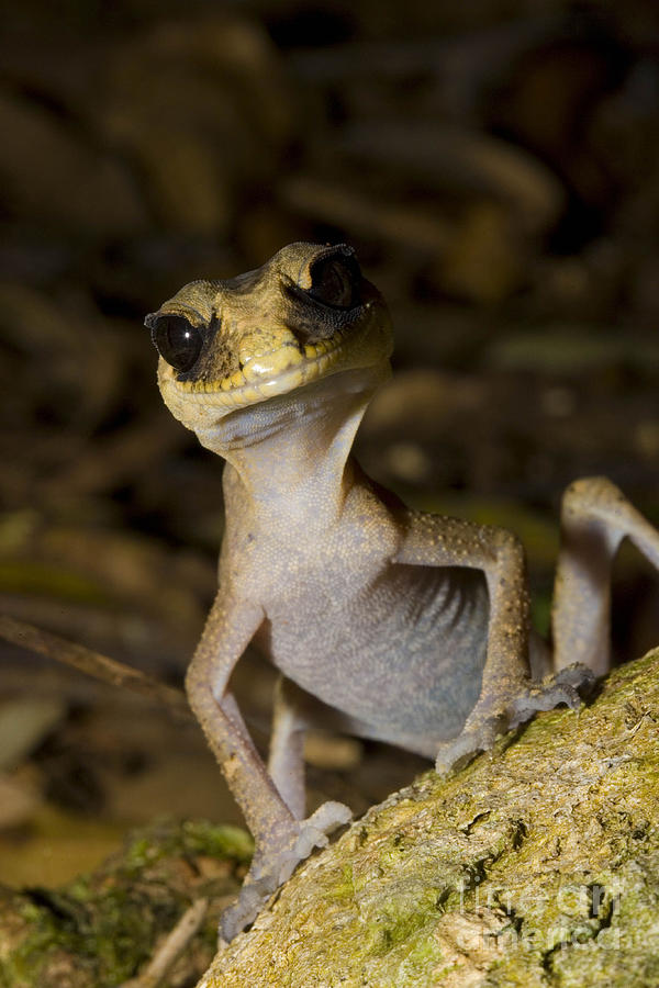 Chameleon Gecko Photograph by B G Thomson