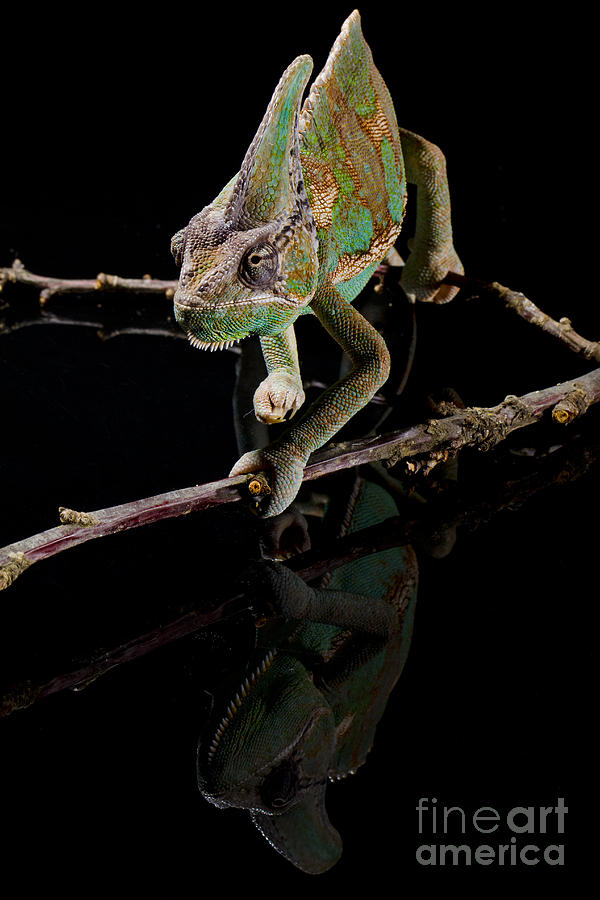 Chameleon Photograph by Gunnar Orn Arnason