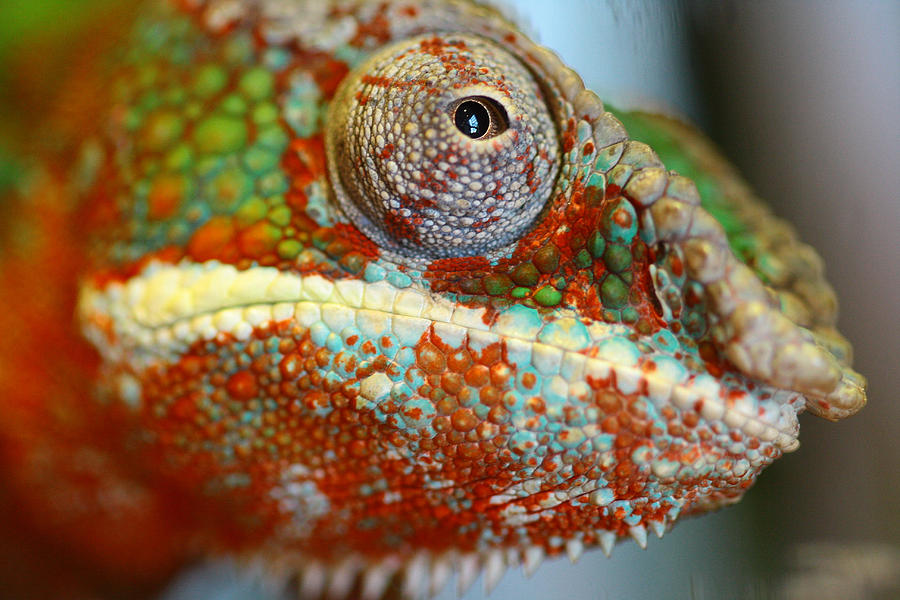 Reptile Photograph - Chameleon by Justyn  Lamb