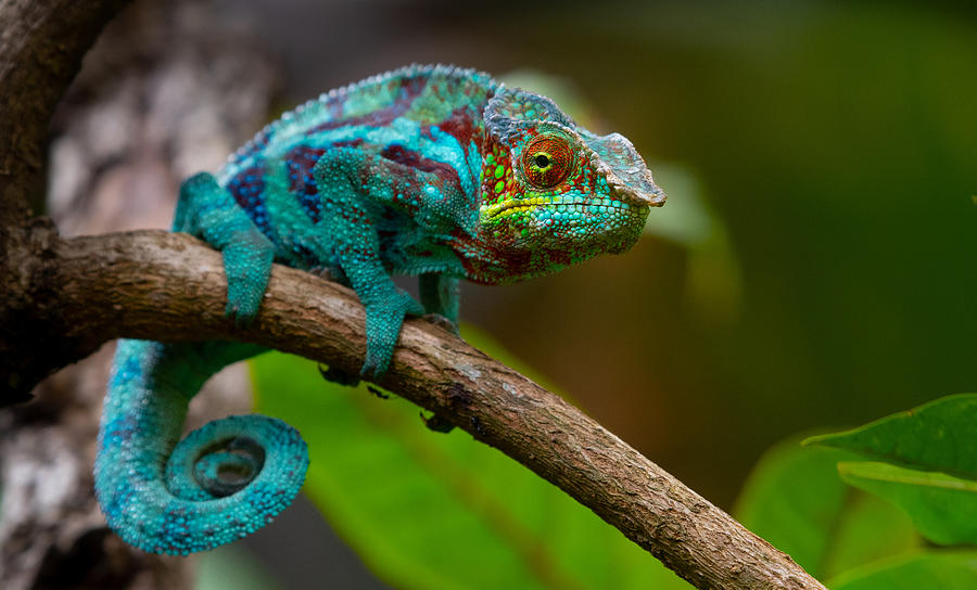 Chameleon Photograph by Mantaphoto