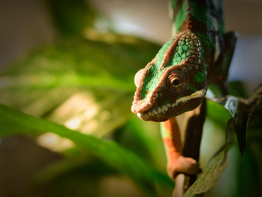 Wildlife Photograph - Chameleon by Marco Oliveira