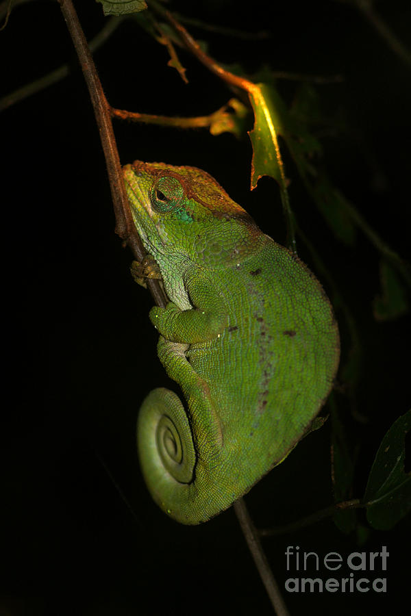 chameleon of Madagascar 22 Photograph by Rudi Prott