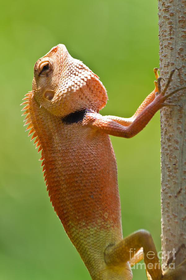 Chameleon Photograph by Tosporn Preede