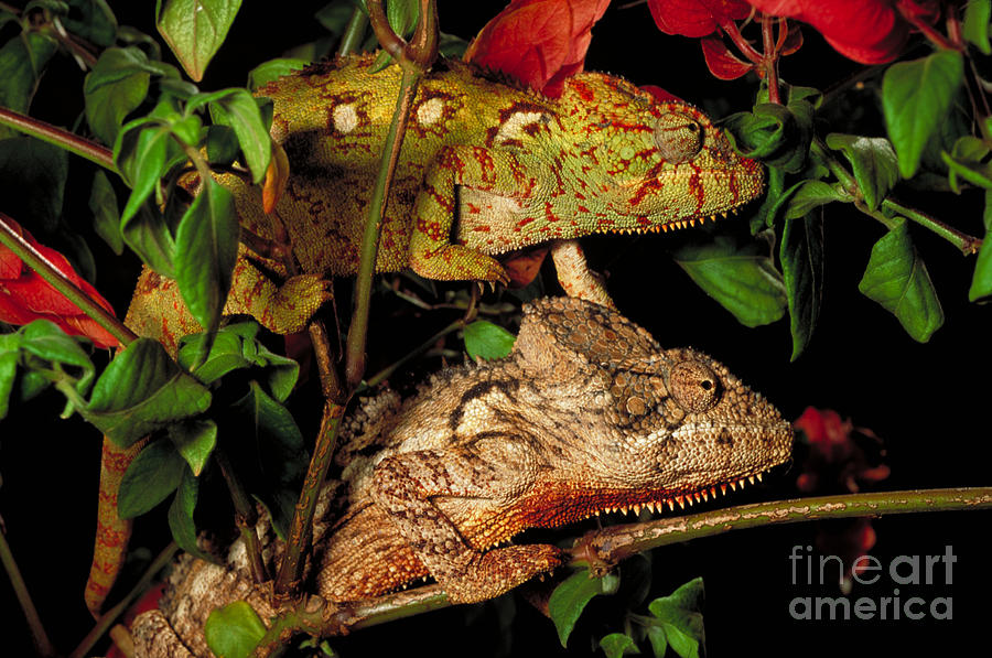 Chameleons Photograph by Art Wolfe