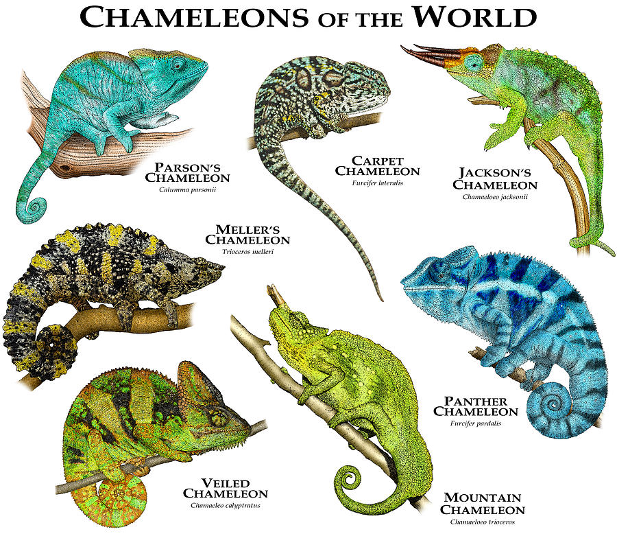 Chameleons Of The World Photograph by Roger Hall