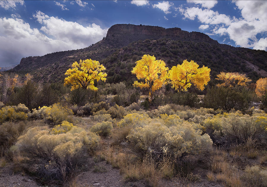 Santa Fe Photograph - Chamisa y Mesa con Cottonwoods by Nathan Mccreery