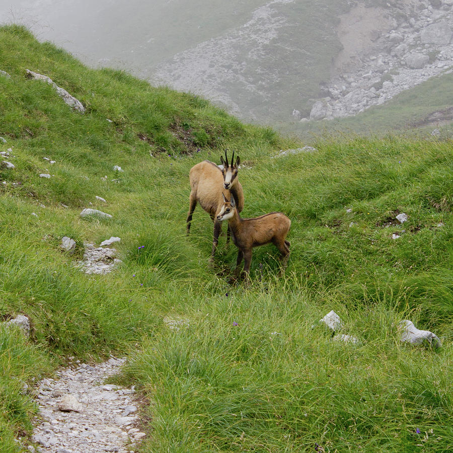 Chamois Photograph by Christoph Wagner