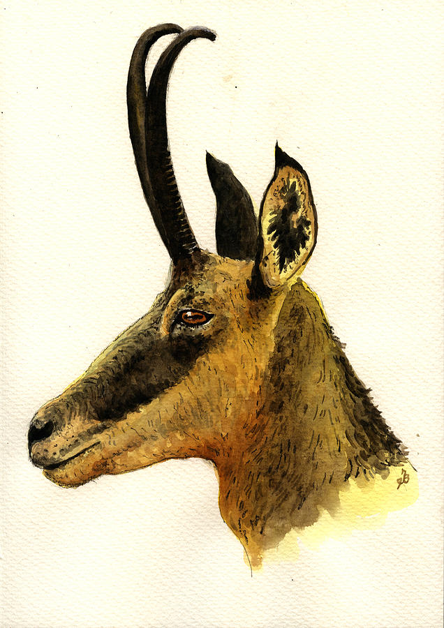 Deer Painting - Chamois deer by Juan  Bosco