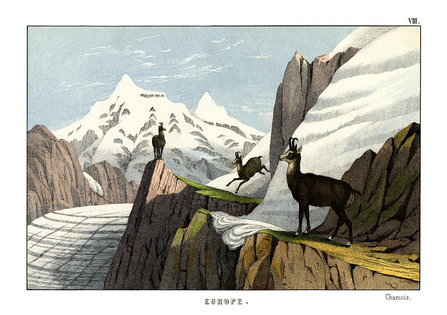 Mammal Drawing - Chamois by Splendid Art Prints