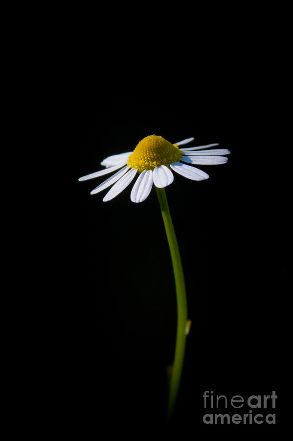 Flower Photograph - Chamomile 2 by Wayne Valler