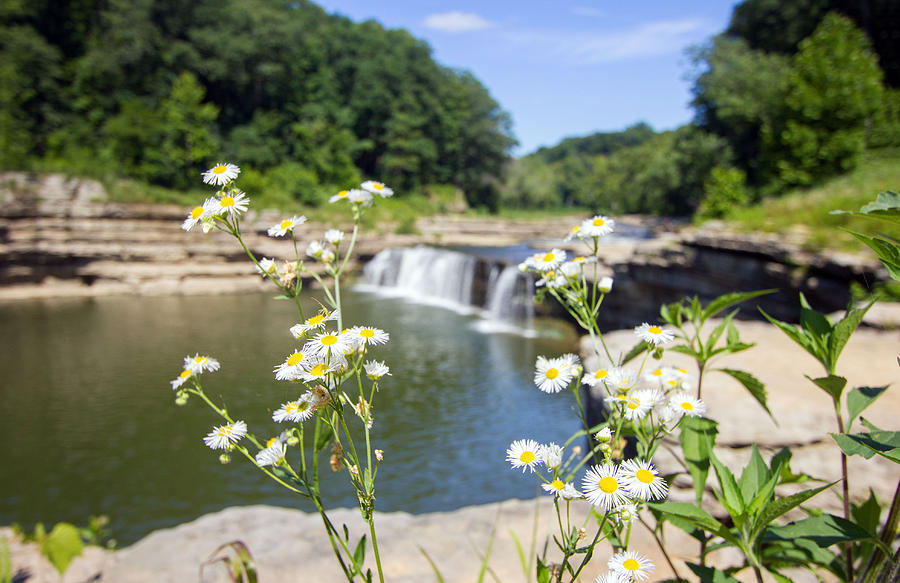 Flower Photograph - Chamomile at The Falls by Jackie Novak