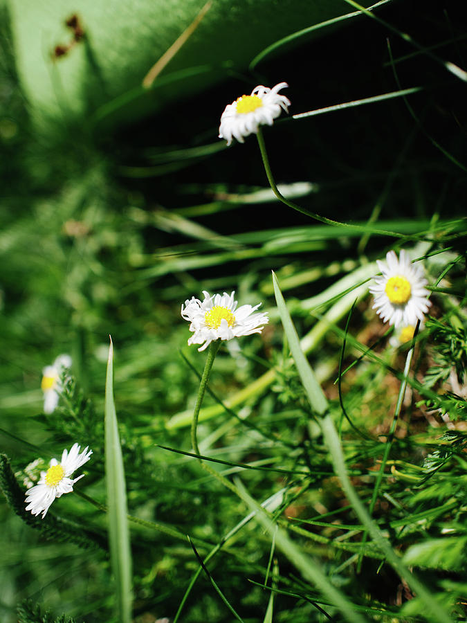 Chamomile Flowers Photograph by Andrei Spirache