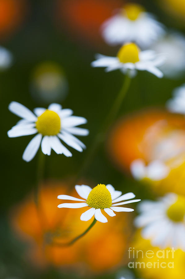 Flowers Still Life Photograph - Chamomile by Tim Gainey