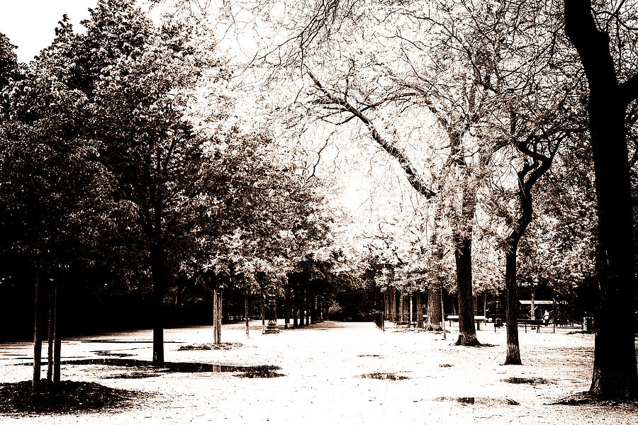 Champ de Mars Trees Toned Photograph by Georgia Clare