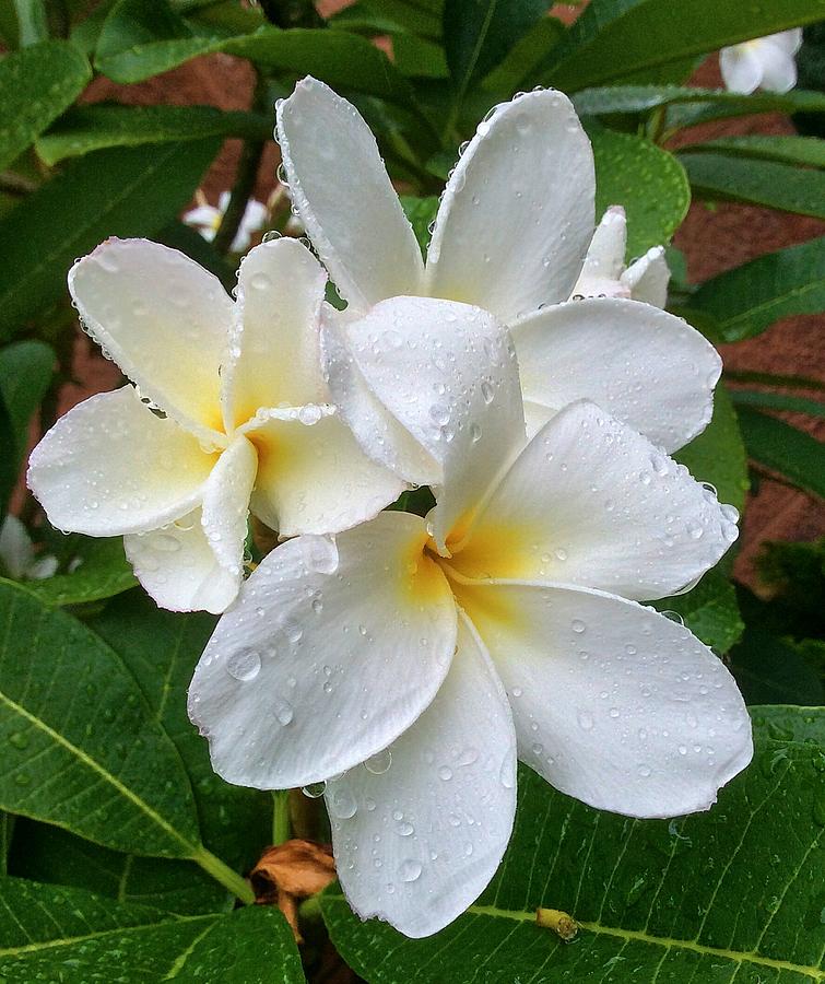 Champa Flower Photograph by Margaret Hwang - Fine Art America