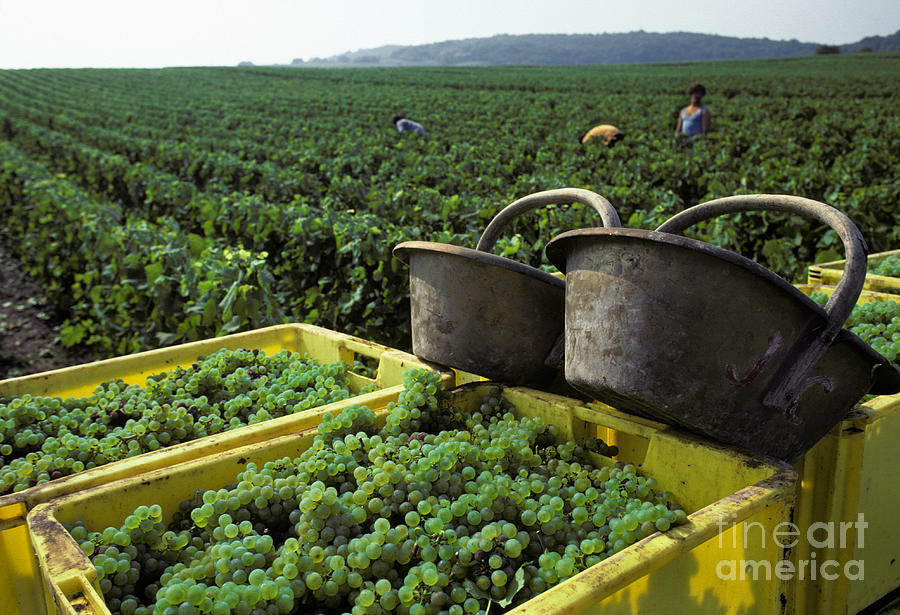 Champagne Grape Harvest Photograph by Ron Sanford