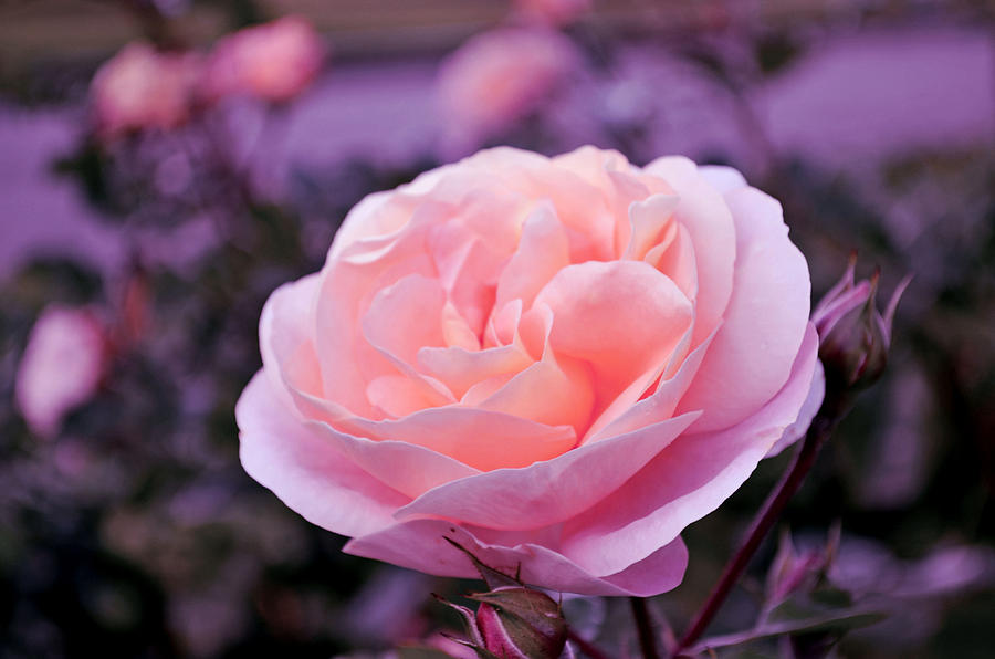 Champagne Rose Photograph