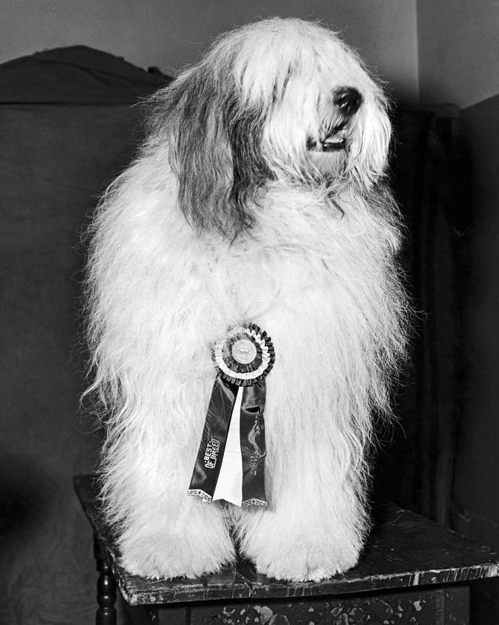 New York City Photograph - Champion Sheepdog by Underwood Archives