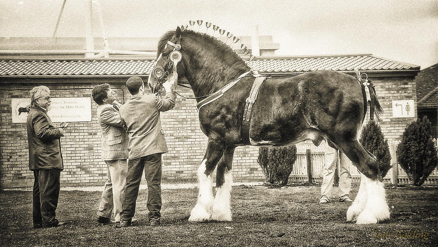 Horse Photograph - Champion  by Tony  Golding