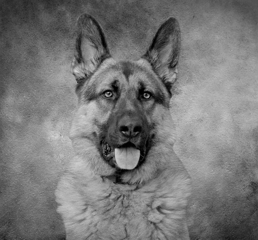Chance - Black and White II Photograph by Sandy Keeton