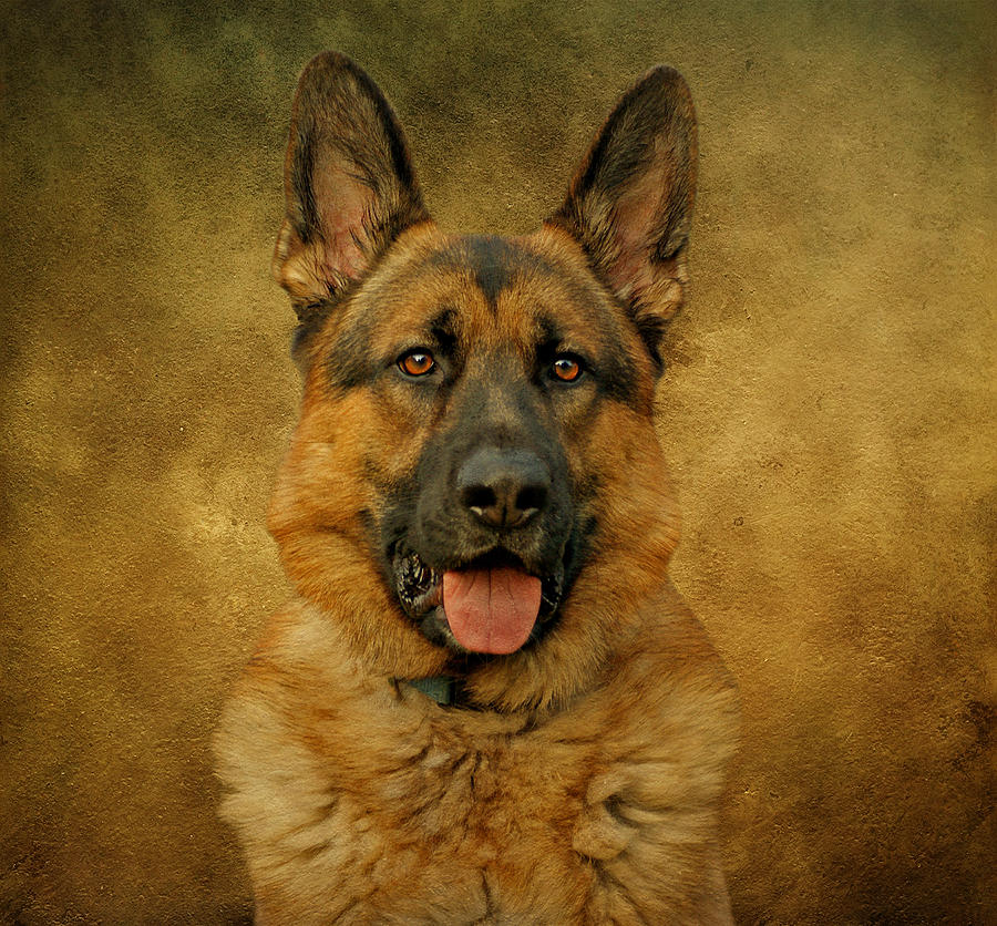 Chance - German Shepherd Photograph by Sandy Keeton