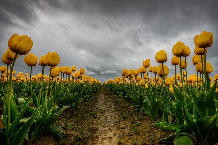 Tulip Photograph - Chance of Rain by Dan Mihai