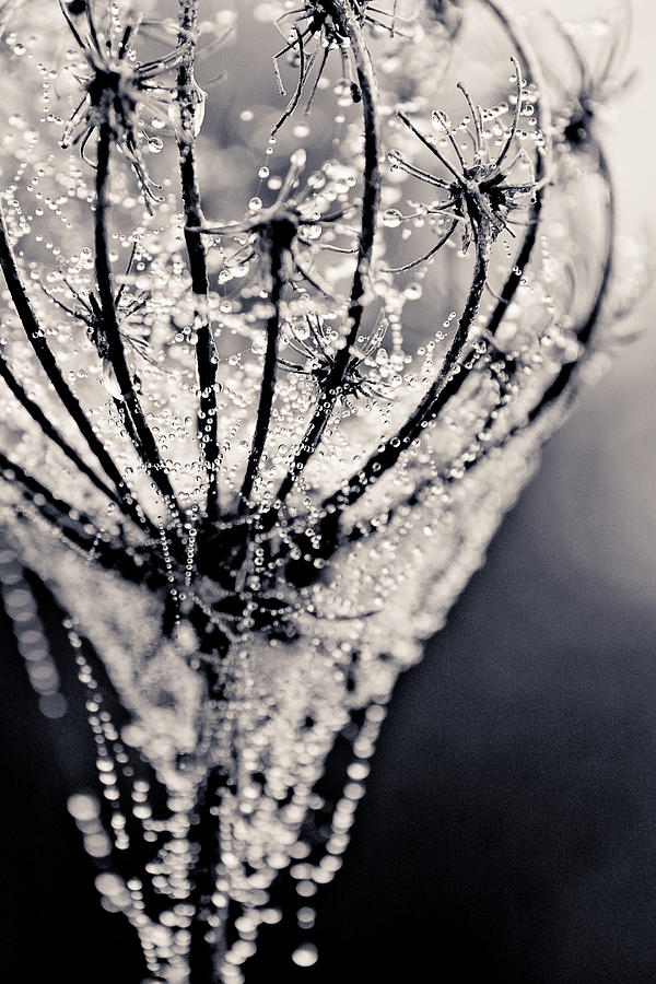 Spring Photograph - Chandelier I by Rani Meenagh