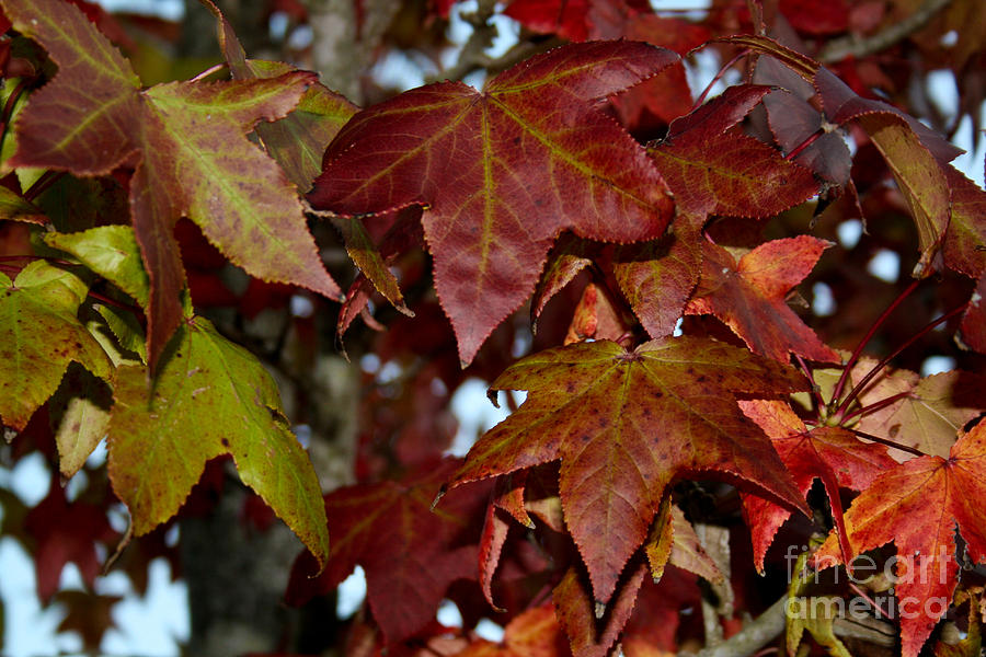 Fall Photograph - Change Is Coming by Diana Black