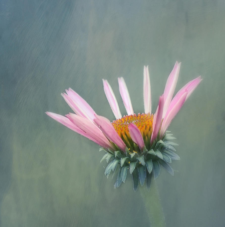 Flower Photograph - Change by Kim Hojnacki