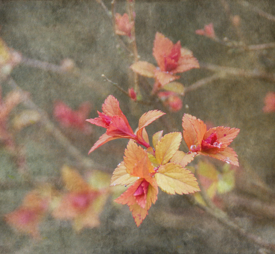Change of Seasons Photograph by Angie Vogel