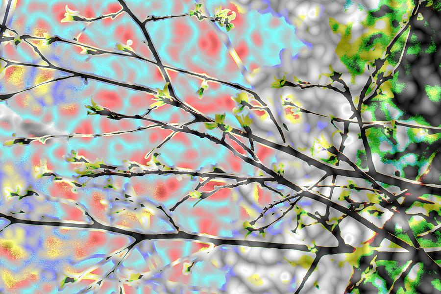 Change To Spring Photograph by Barbara S Nickerson - Fine Art America
